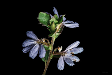 APII jpeg image of Scaevola albida  © contact APII