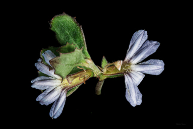 APII jpeg image of Scaevola albida  © contact APII