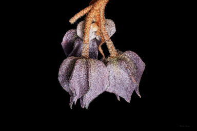 APII jpeg image of Seringia hillii  © contact APII