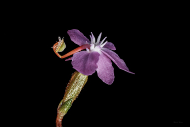 APII jpeg image of Stylidium graminifolium  © contact APII
