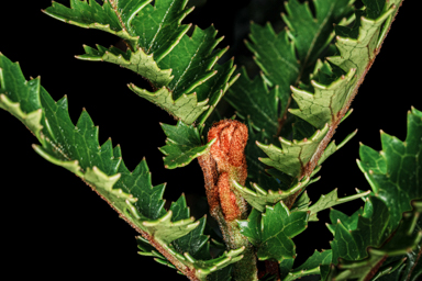 APII jpeg image of Lomatia tasmanica  © contact APII