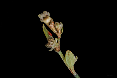 APII jpeg image of Muehlenbeckia tuggeranong  © contact APII