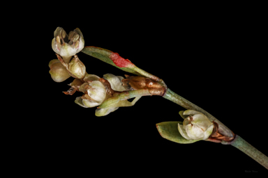 APII jpeg image of Muehlenbeckia tuggeranong  © contact APII