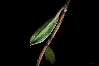 APII jpeg image of Muehlenbeckia tuggeranong  © contact APII