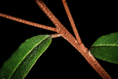 APII jpeg image of Phebalium speciosum  © contact APII