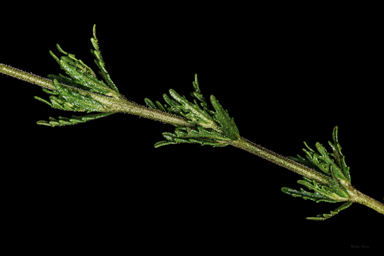 APII jpeg image of Prostanthera cryptandroides subsp. cryptandroides  © contact APII
