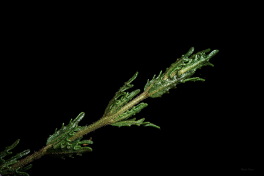 APII jpeg image of Prostanthera cryptandroides subsp. cryptandroides  © contact APII