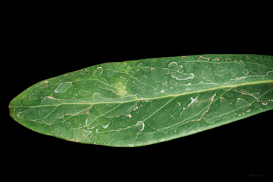 APII jpeg image of Telopea mongaensis  © contact APII