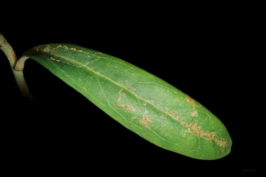 APII jpeg image of Telopea mongaensis  © contact APII