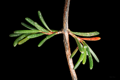 APII jpeg image of Thryptomene micrantha  © contact APII