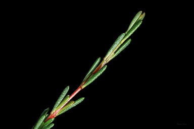 APII jpeg image of Thryptomene micrantha  © contact APII