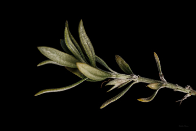 APII jpeg image of Westringia saxatilis  © contact APII