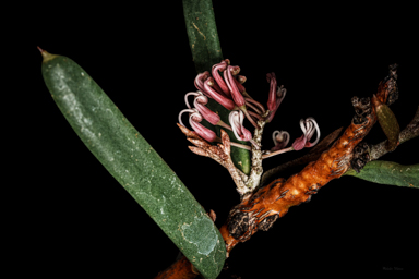 APII jpeg image of Hakea clavata  © contact APII