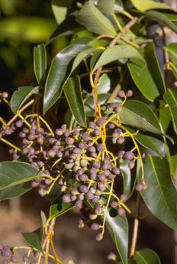 APII jpeg image of Ligustrum lucidum  © contact APII