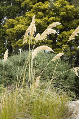 APII jpeg image of Cortaderia toetoe  © contact APII