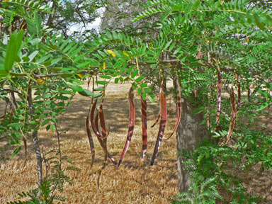 APII jpeg image of Gleditsia triacanthos  © contact APII