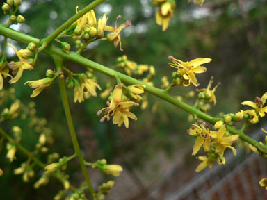 APII jpeg image of Koelreuteria paniculata  © contact APII