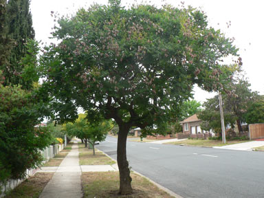 APII jpeg image of Koelreuteria paniculata  © contact APII