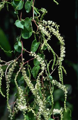 APII jpeg image of Anredera cordifolia  © contact APII