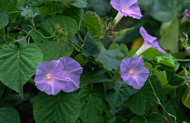 APII jpeg image of Ipomoea indica  © contact APII