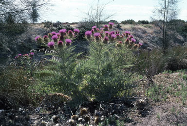 APII jpeg image of Cynara cardunculus  © contact APII