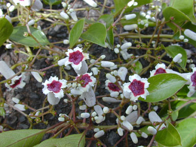 APII jpeg image of Paederia foetida  © contact APII