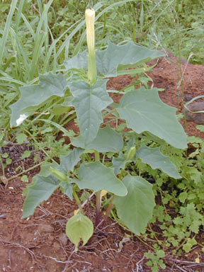 APII jpeg image of Datura stramonium  © contact APII