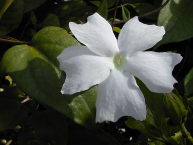 APII jpeg image of Thunbergia fragrans  © contact APII