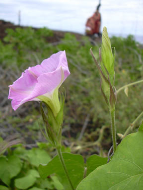 APII jpeg image of Ipomoea indica  © contact APII