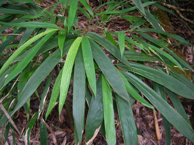 APII jpeg image of Phyllostachys nigra  © contact APII