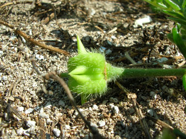 APII jpeg image of Tribulus cistoides  © contact APII