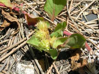 APII jpeg image of Alternanthera pungens  © contact APII