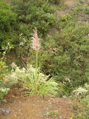 APII jpeg image of Cortaderia jubata  © contact APII