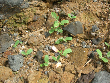 APII jpeg image of Tribulus cistoides  © contact APII