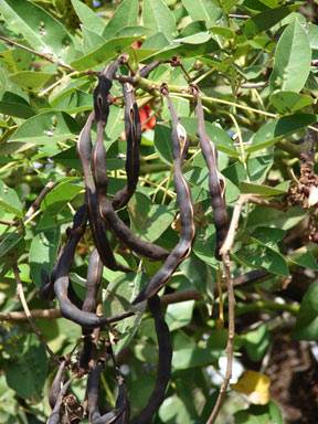 APII jpeg image of Erythrina christa-galli  © contact APII