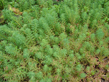 APII jpeg image of Myriophyllum aquaticum  © contact APII