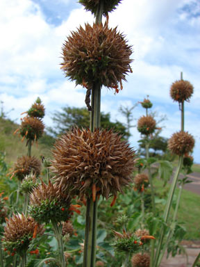 APII jpeg image of Leonotis nepetifolia  © contact APII