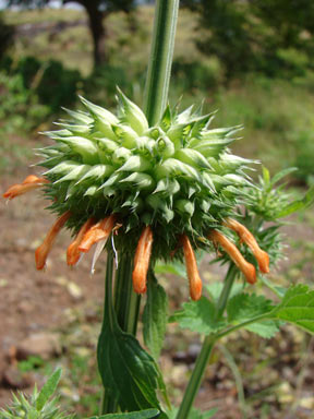 APII jpeg image of Leonotis nepetifolia  © contact APII