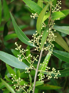 APII jpeg image of Olea europaea subsp. cuspidata  © contact APII