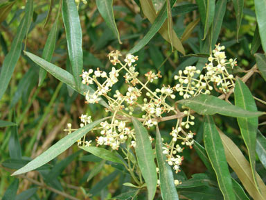 APII jpeg image of Olea europaea subsp. cuspidata  © contact APII