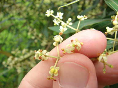 APII jpeg image of Olea europaea subsp. cuspidata  © contact APII