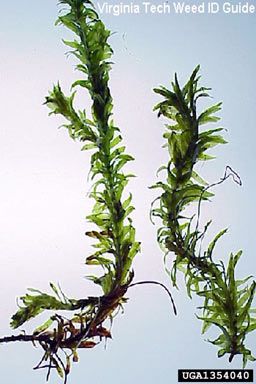 APII jpeg image of Egeria densa  © contact APII