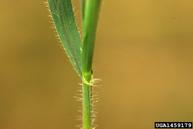 APII jpeg image of Aegilops cylindrica,<br/>Aegilops cylindrica  © contact APII