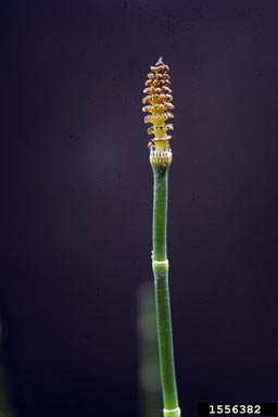 APII jpeg image of Equisetum arvense  © contact APII