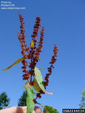 APII jpeg image of Rumex obtusifolius  © contact APII