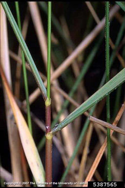 APII jpeg image of Spartina anglica  © contact APII