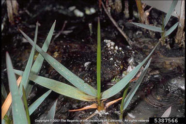 APII jpeg image of Spartina anglica  © contact APII