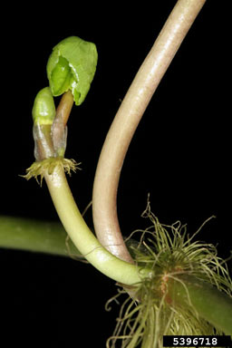 APII jpeg image of Hydrocotyle ranunculoides  © contact APII