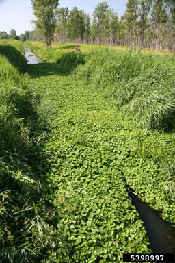 APII jpeg image of Hydrocotyle ranunculoides  © contact APII