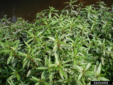 APII jpeg image of Hygrophila costata  © contact APII